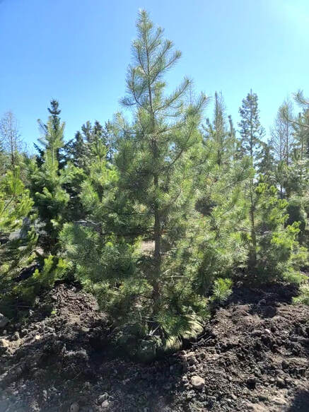 Lodgepole Pine
