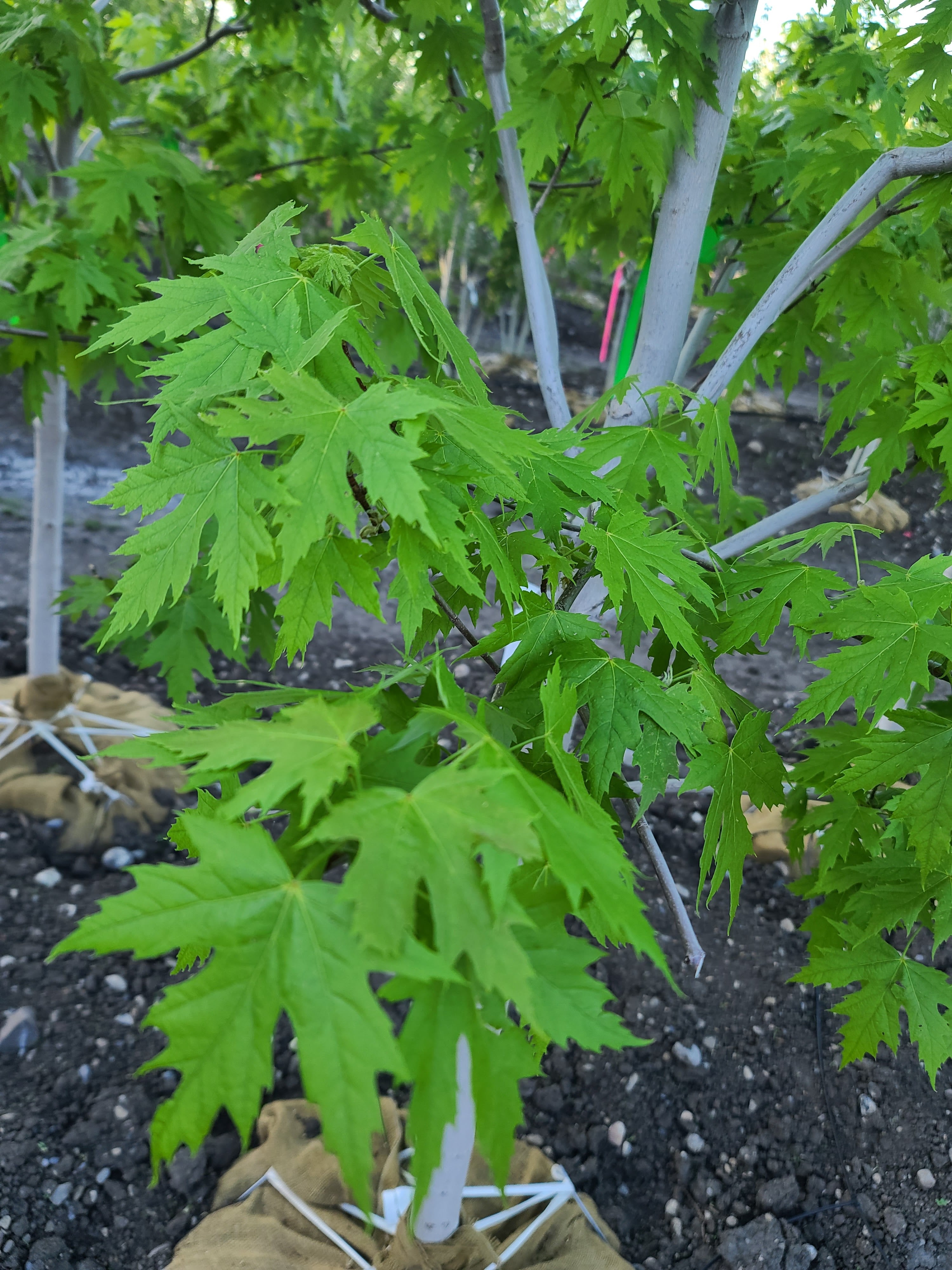 Maple, "Silver Cloud"