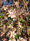 Flowering Crabapple, 'Courageous'
