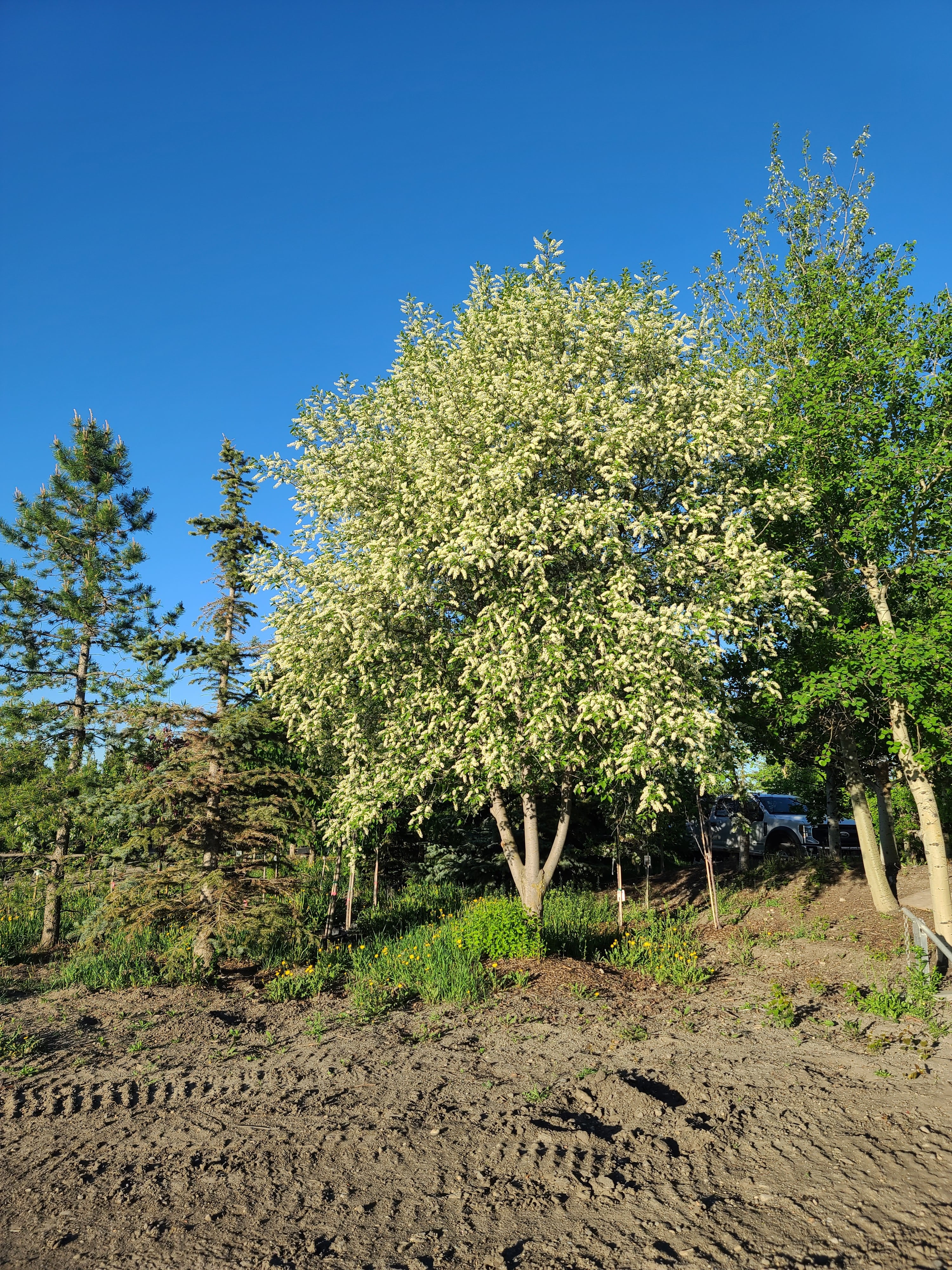 Schubert Chokecherry