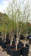Paper Birch Multi-Stem
