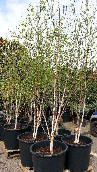 Paper Birch Multi-Stem