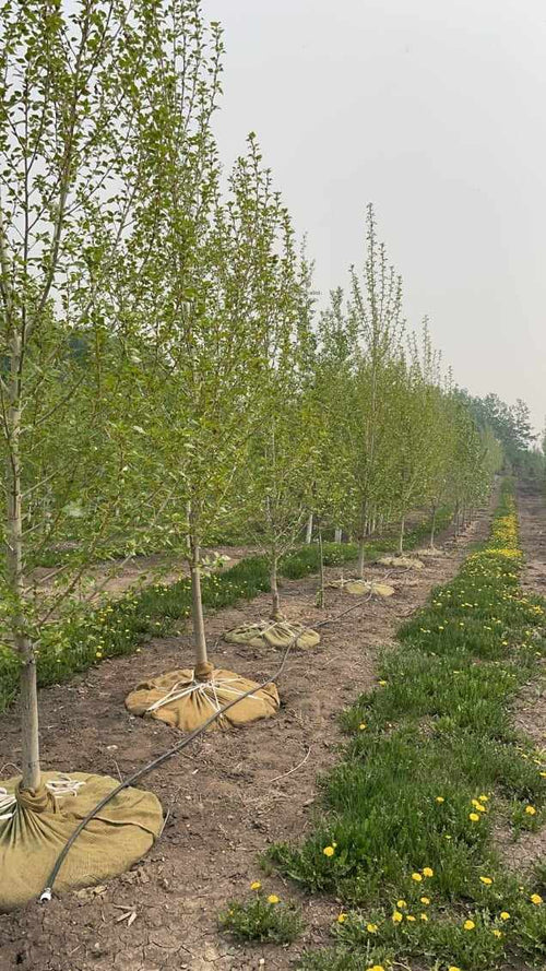 Byland Green Poplar
