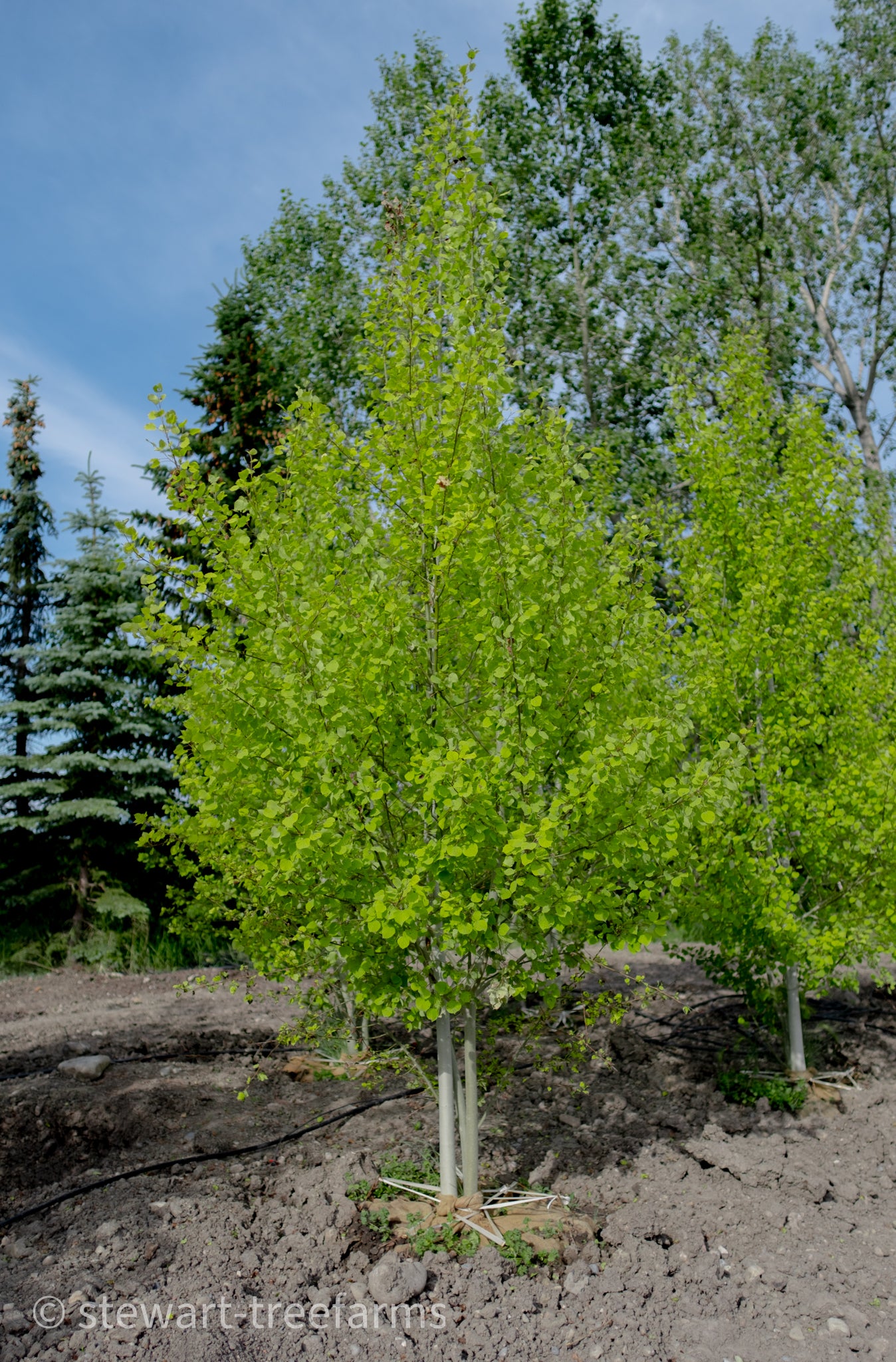 Trembling Aspen Multi-Stem