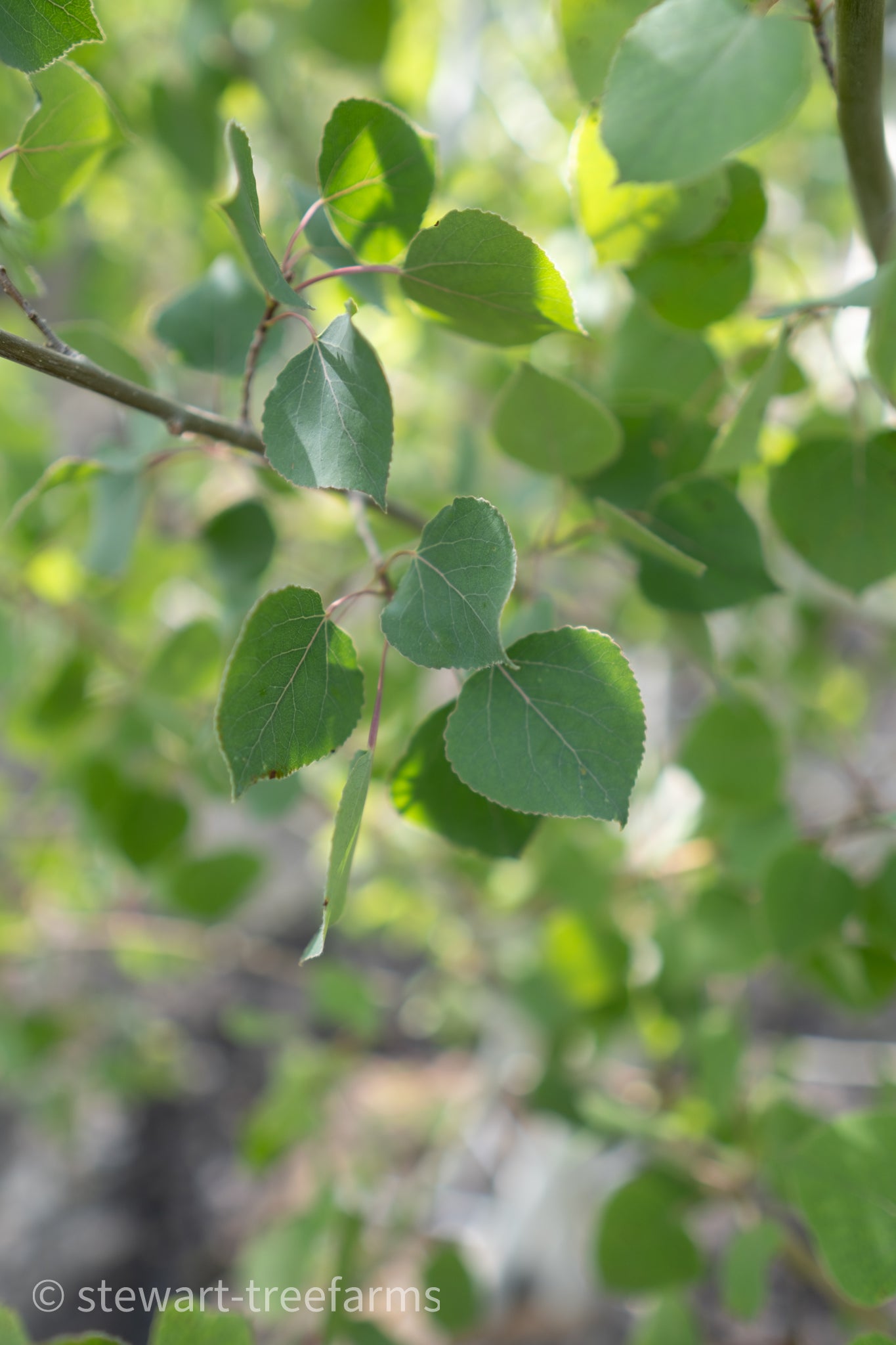 Trembling Aspen Multi-Stem
