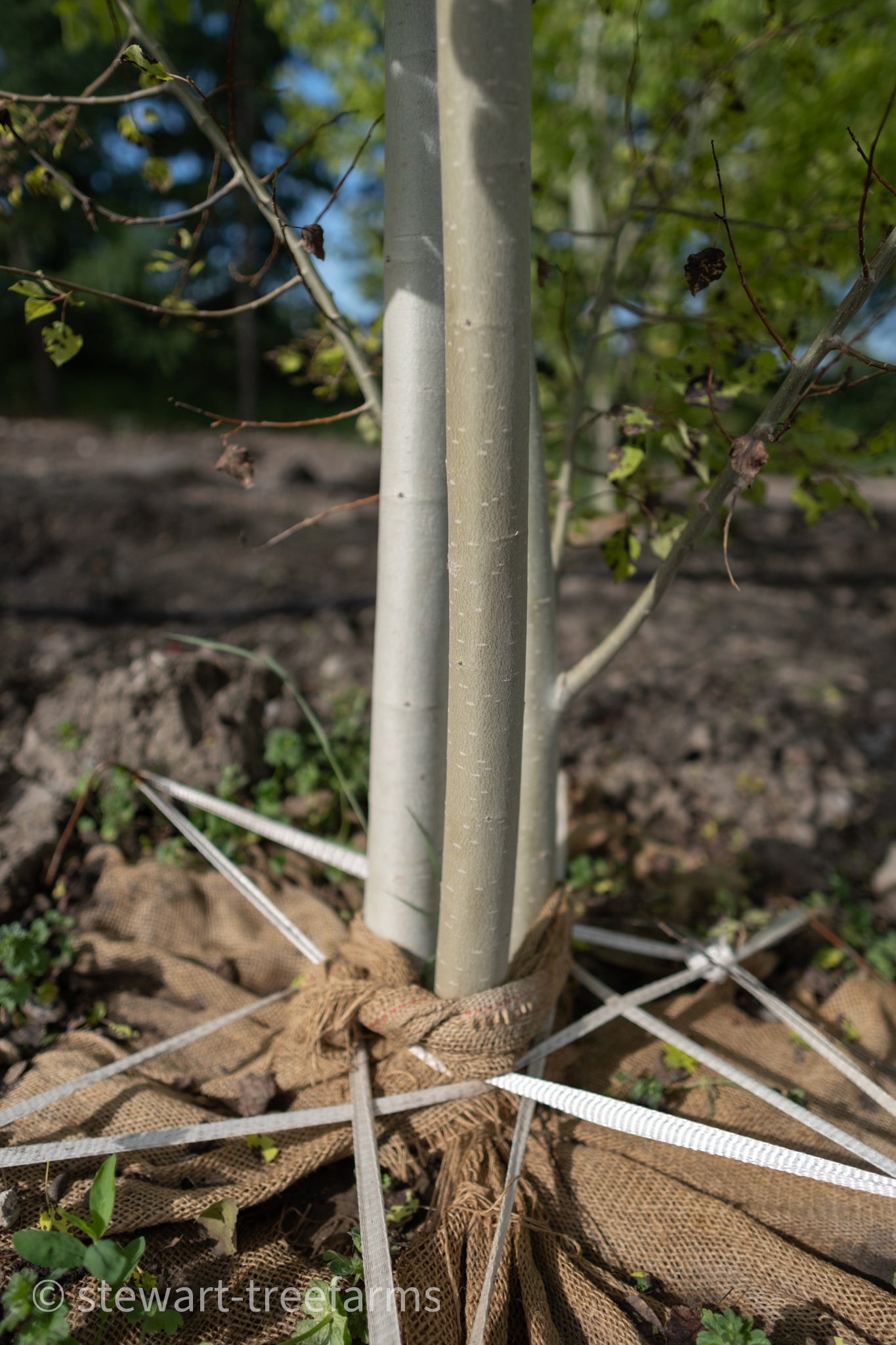 Trembling Aspen Multi-Stem