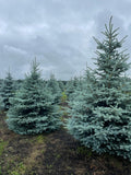 Colorado Spruce