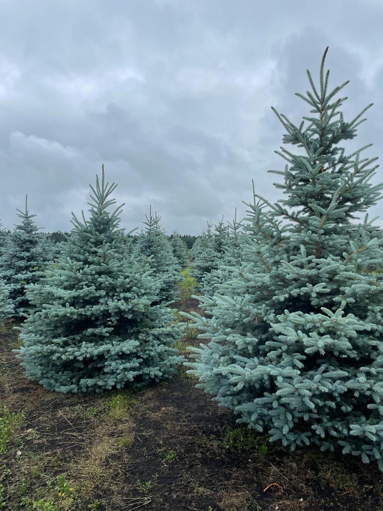 Colorado Spruce