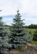 Colorado Spruce