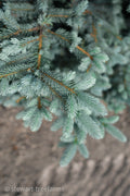 Bakeri Spruce