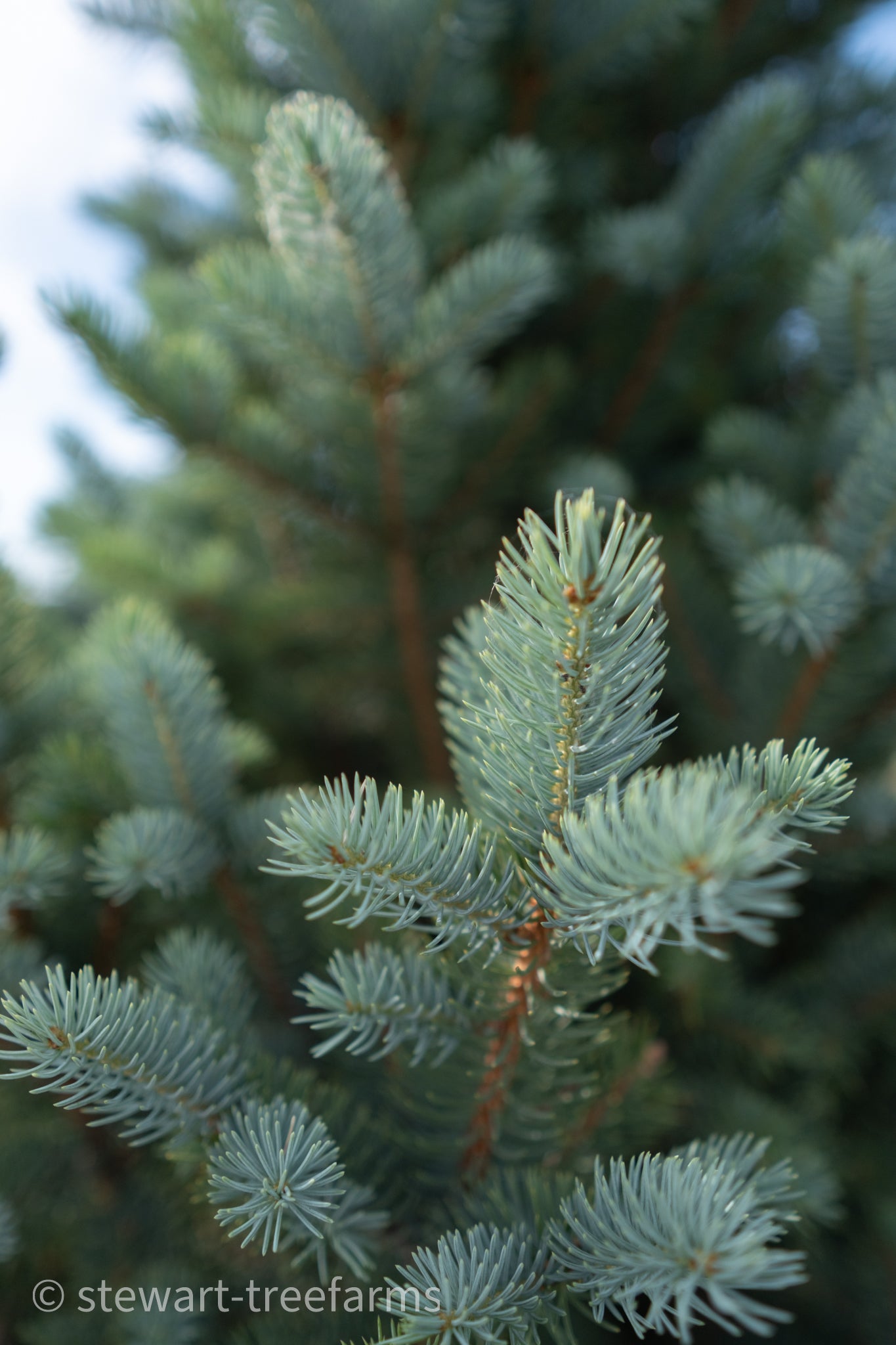Columnar/Fastigiata Spruce