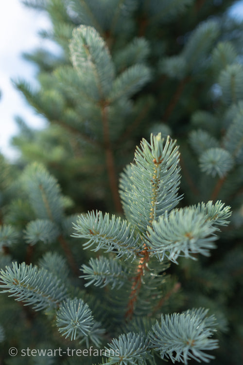 Columnar/Fastigiata Spruce