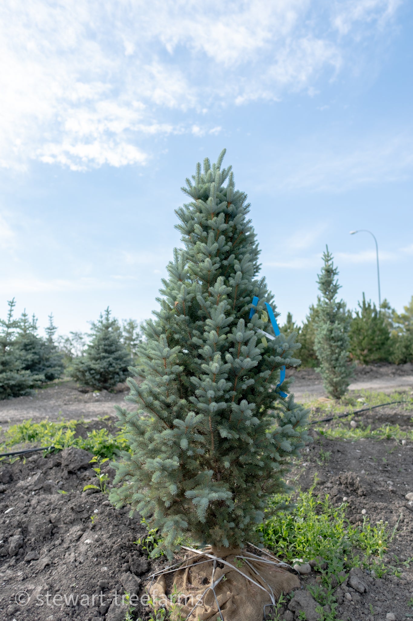 Columnar/Fastigiata Spruce