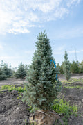 Columnar/Fastigiata Spruce
