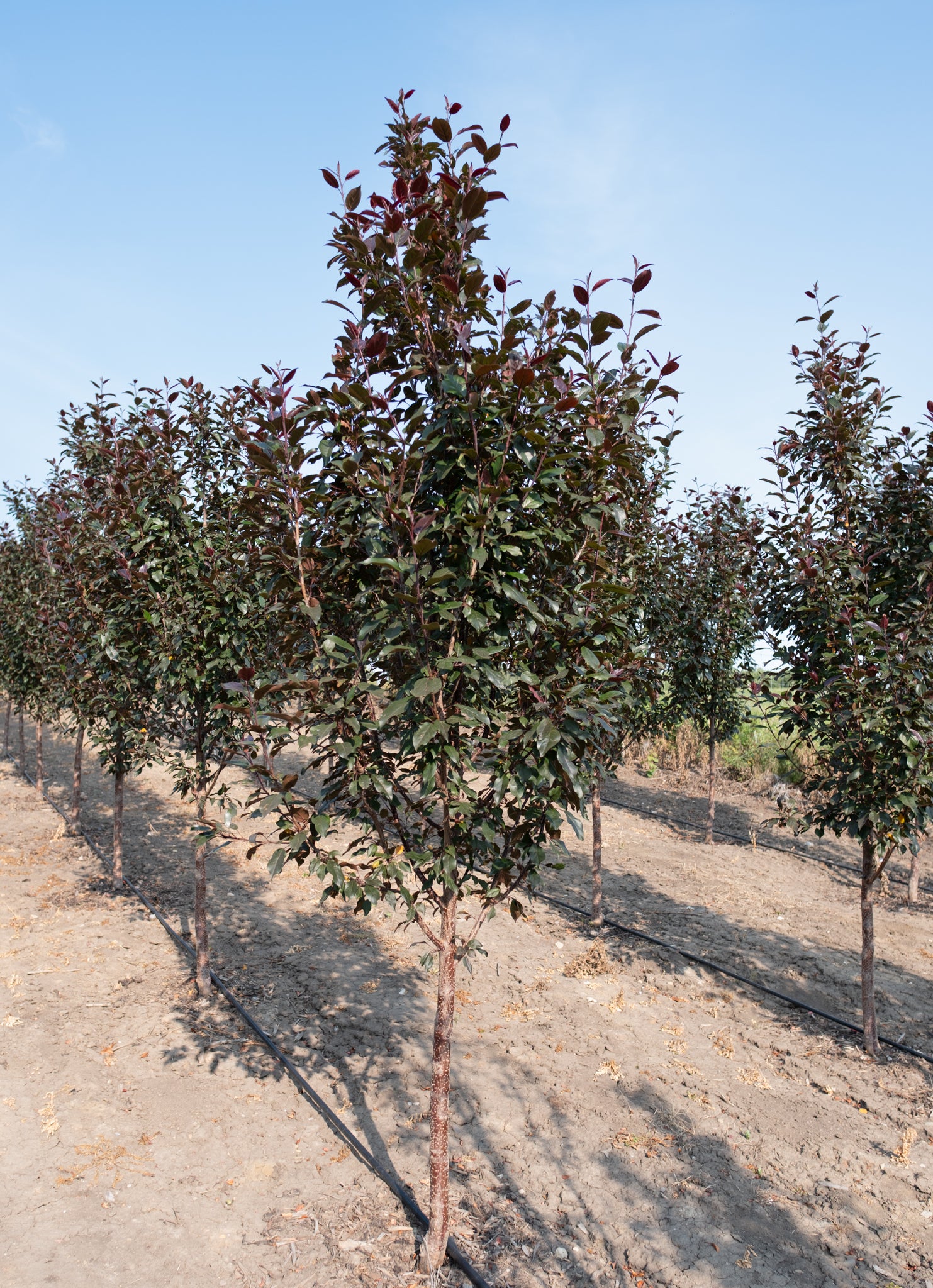 Flowering Crabapple, 'Courageous'