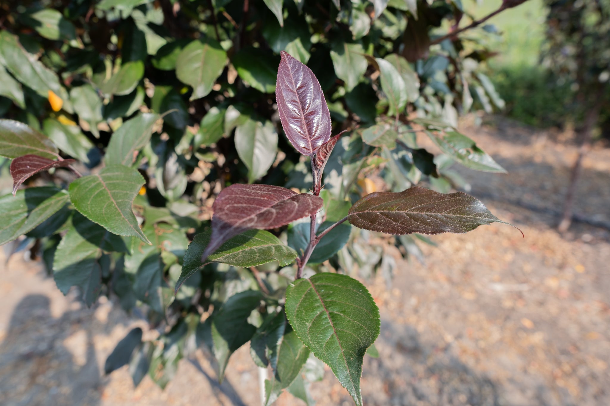 Flowering Crabapple, 'Courageous'