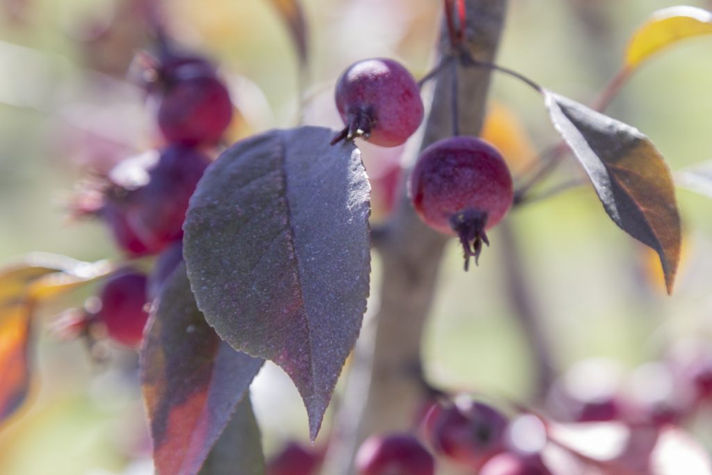 Flowering Crabapple, 'Gladiator'