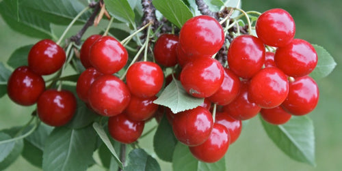 Evans Sour Cherry - COMING SOON