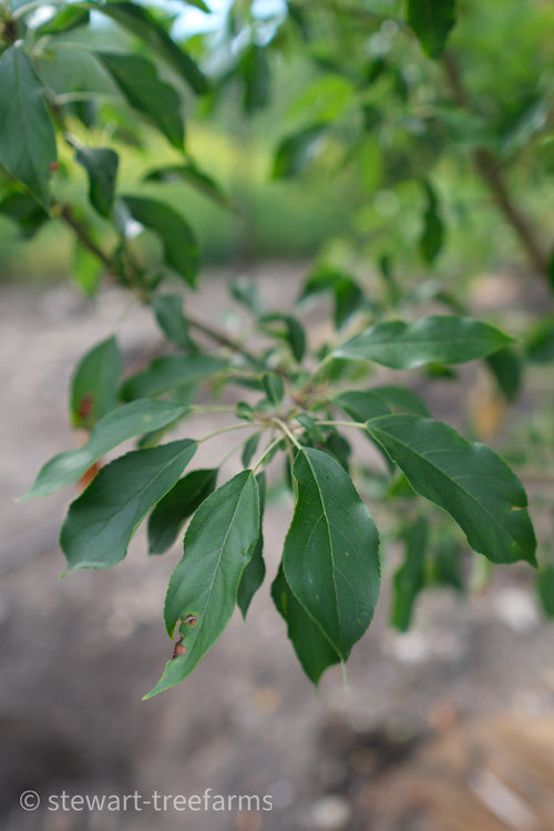 Honeycrisp Apple