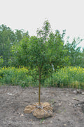 Honeycrisp Apple