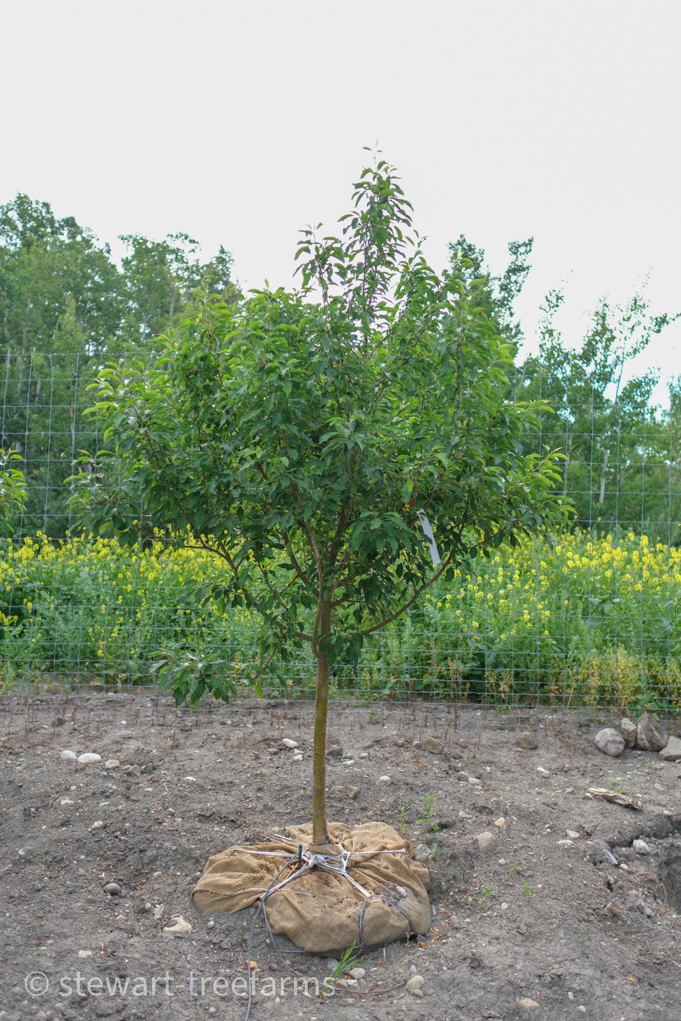 Honeycrisp Apple
