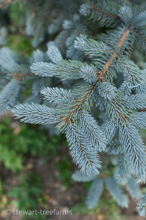 Hoopsii Spruce