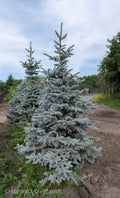 Hoopsii Spruce