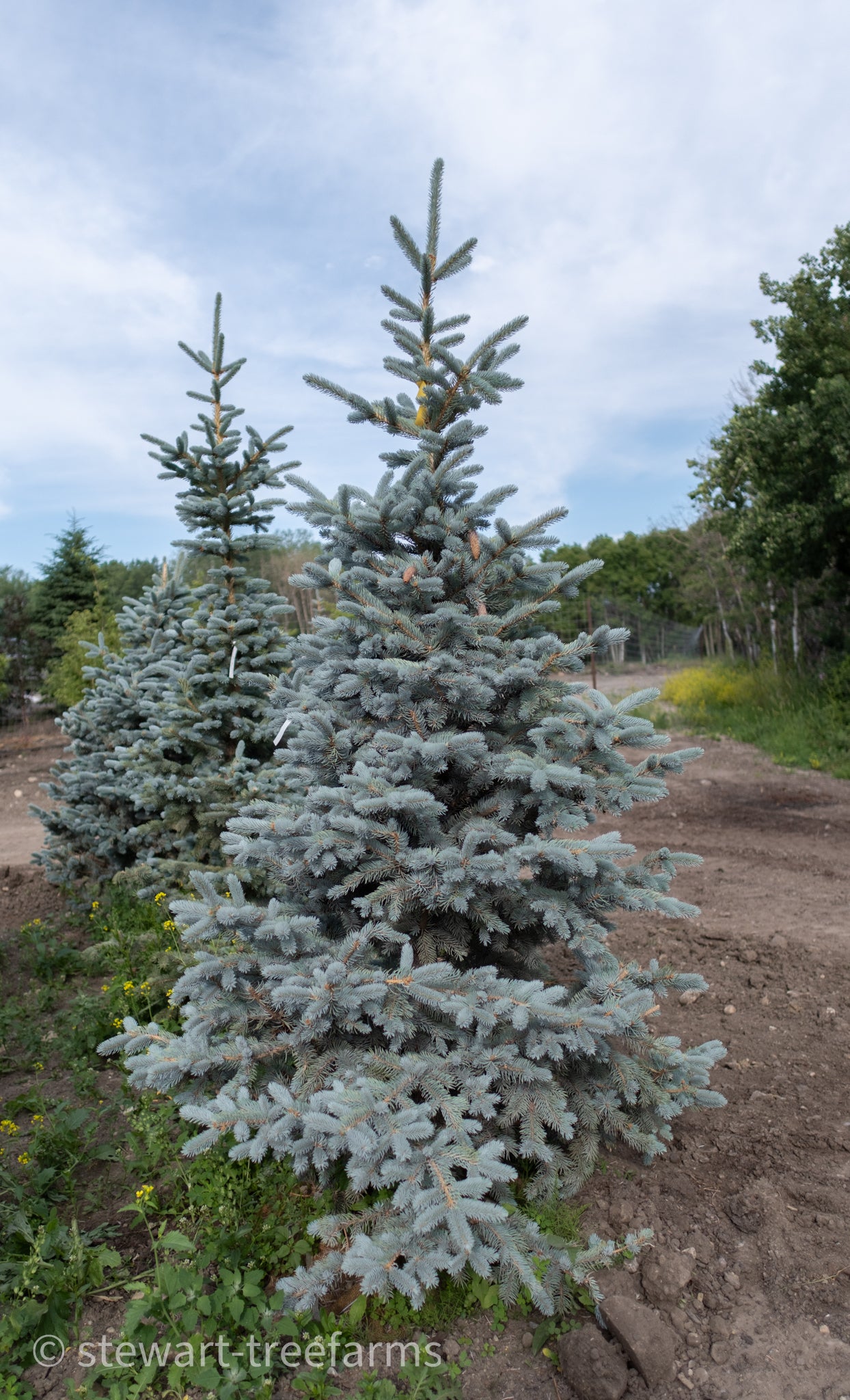 Hoopsii Spruce