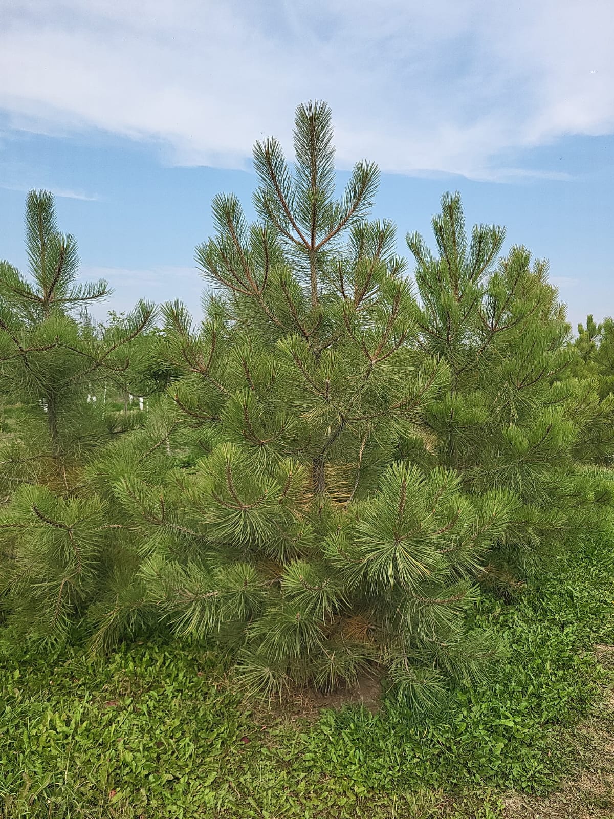 Ponderosa Pine