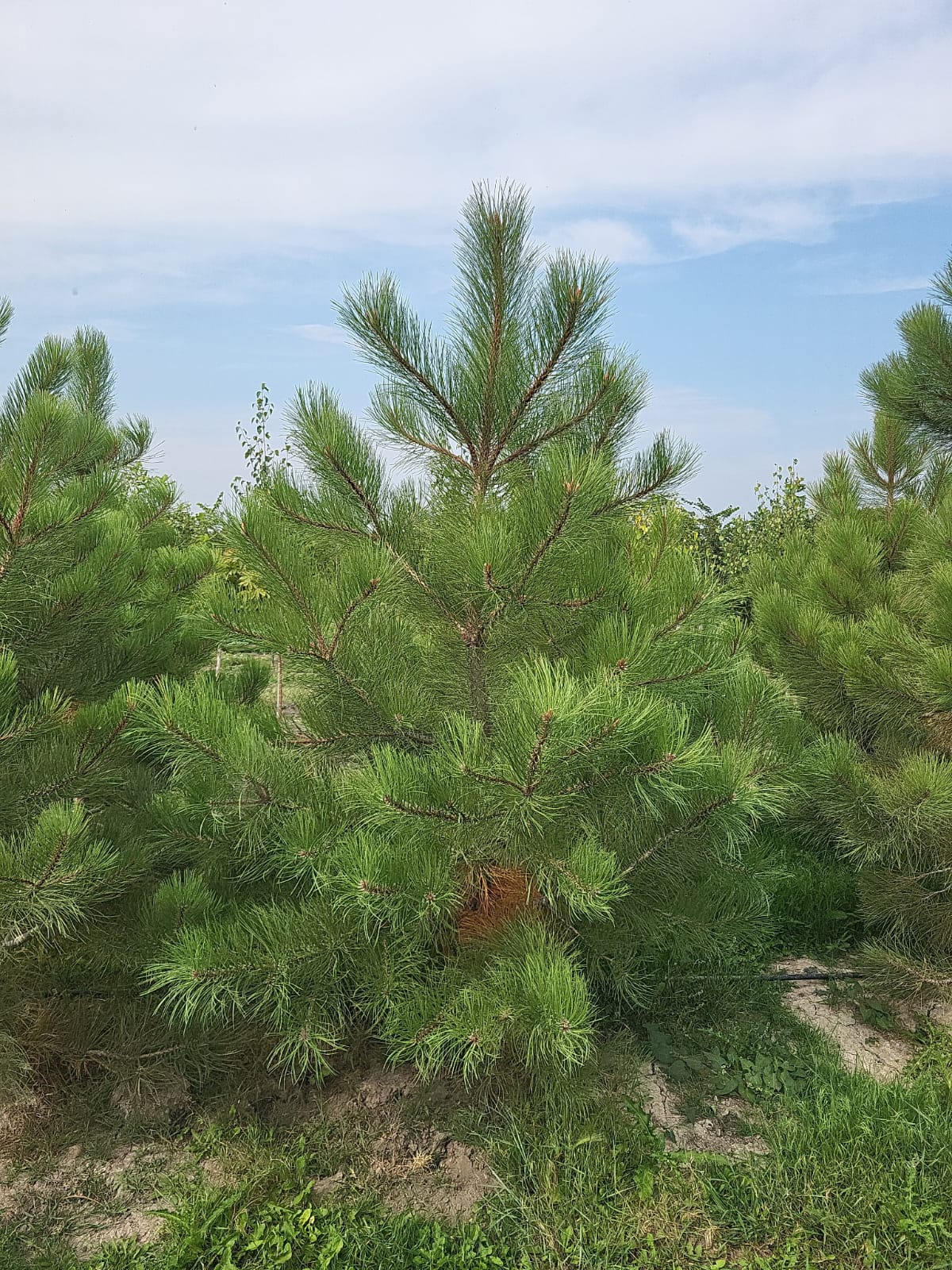 Ponderosa Pine