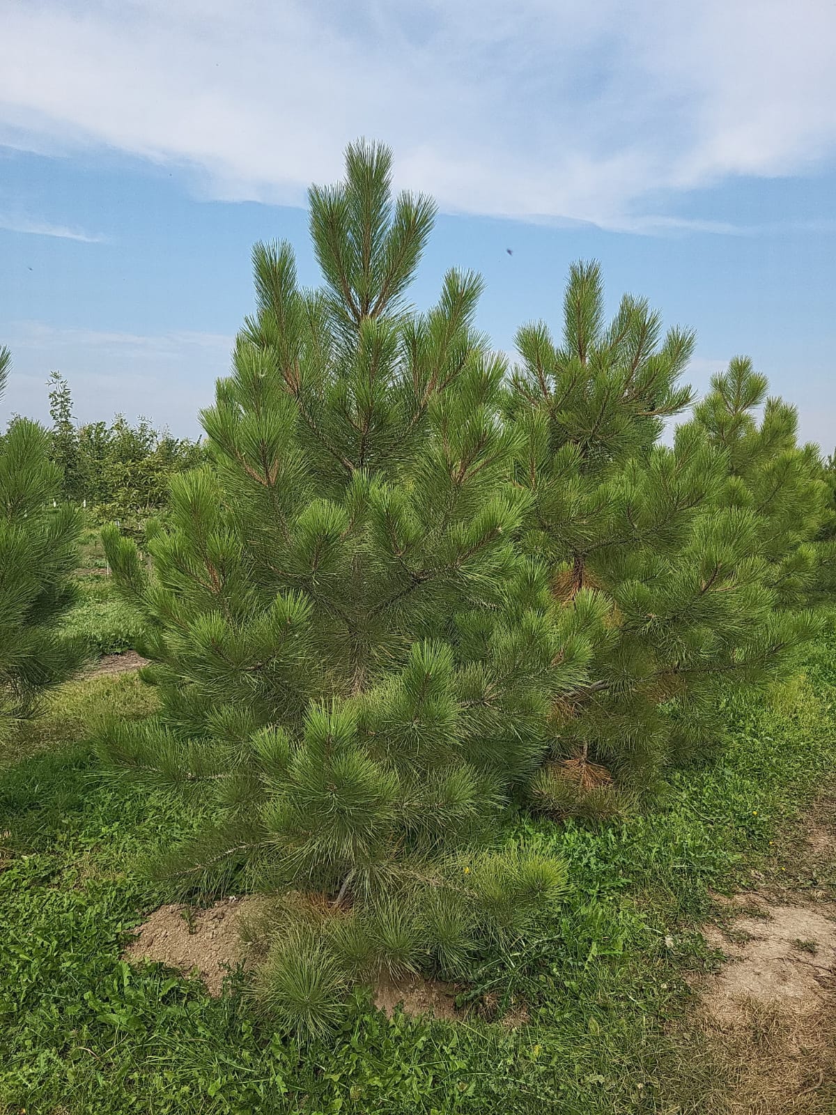 Ponderosa Pine