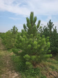 Ponderosa Pine