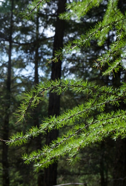 Native Larch (tamarack)