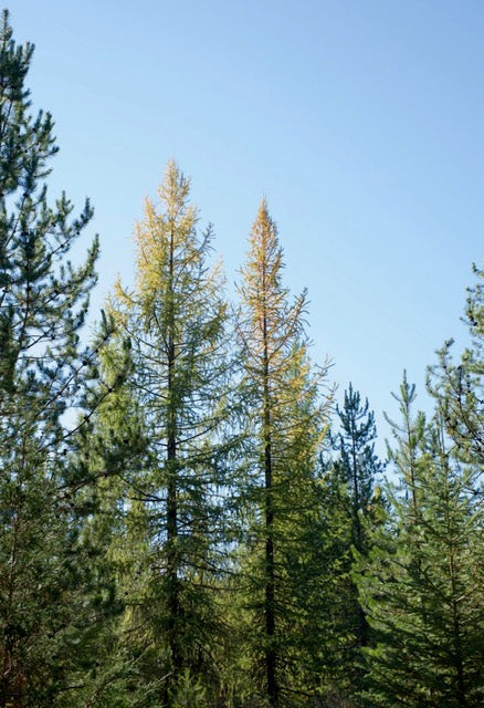 Native Larch (tamarack)
