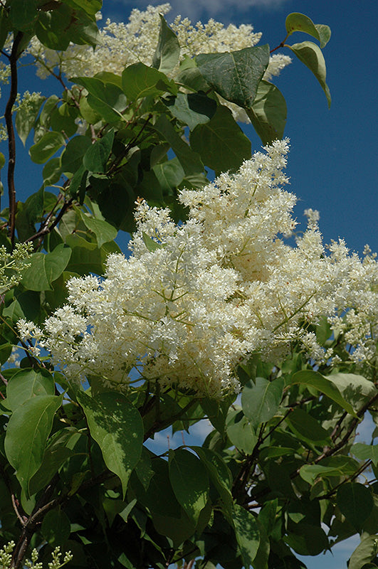 Ivory Silk Lilac