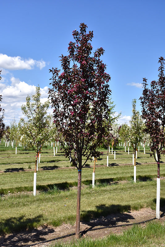Flowering Crabapple, 'Gladiator'
