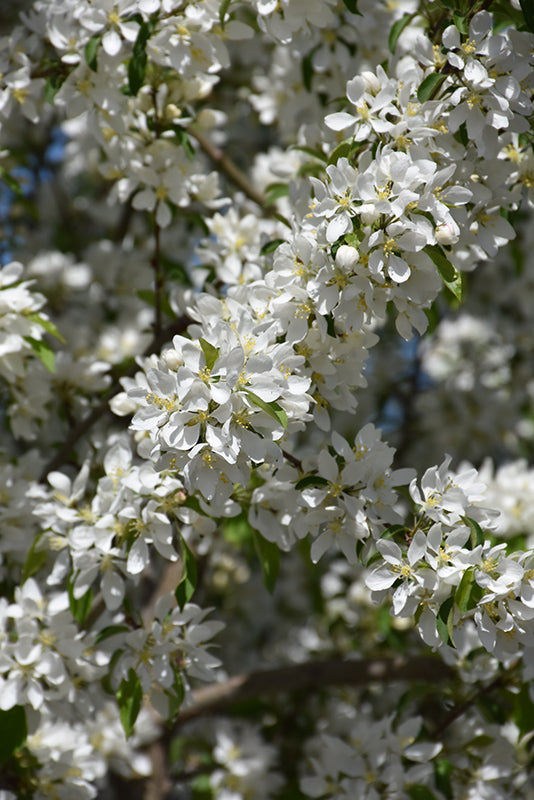 Flowering Crabapple, 'Spring Snow'