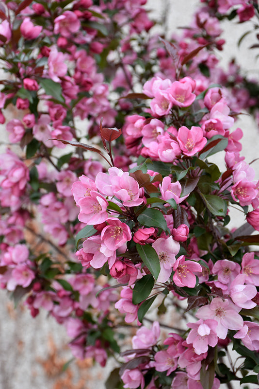 Flowering Crabapple, 'Gladiator'