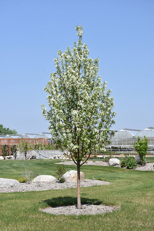 Flowering Crabapple, 'Starlite'