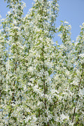 Flowering Crabapple, 'Starlite'