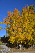 Trembling Aspen Multi-Stem