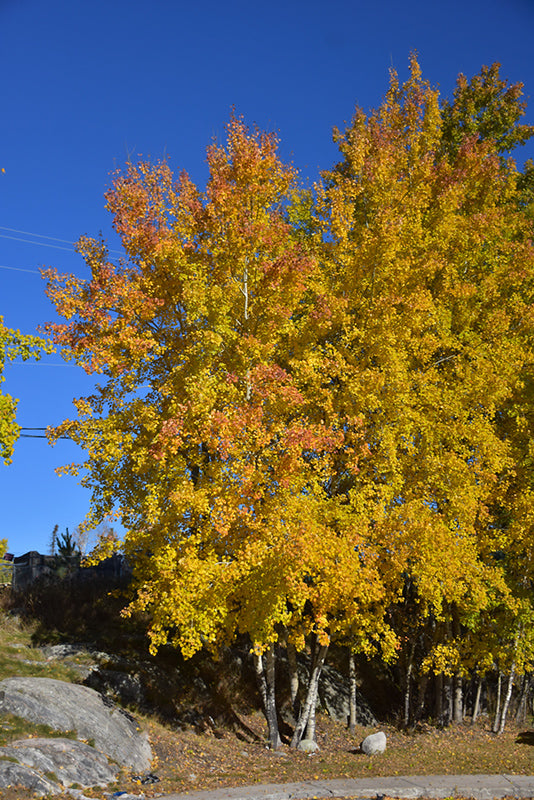 Trembling Aspen Multi-Stem