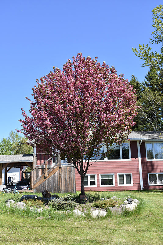 Flowering Crabapple, 'Courageous'