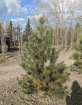 Lodgepole Pine