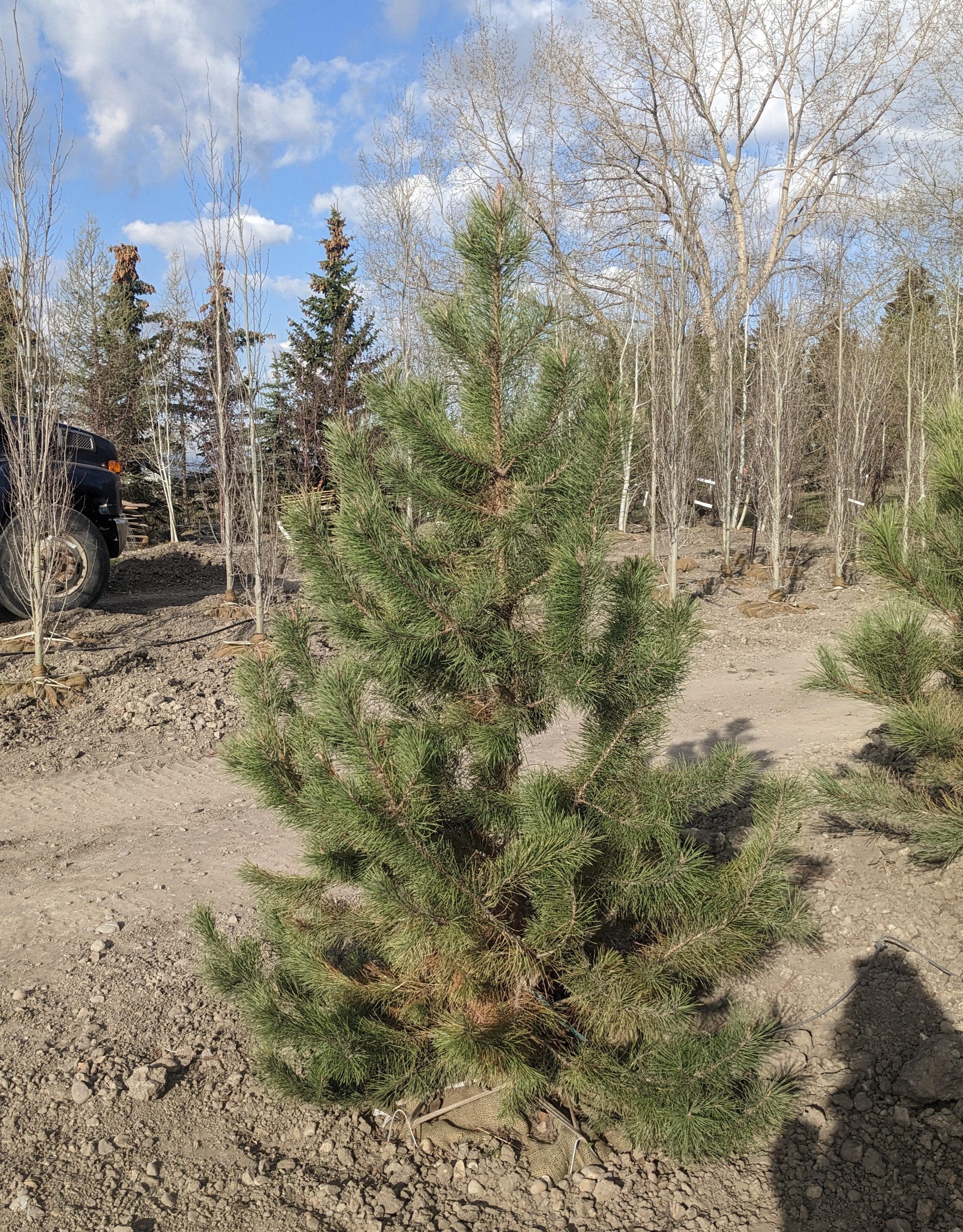 Lodgepole Pine