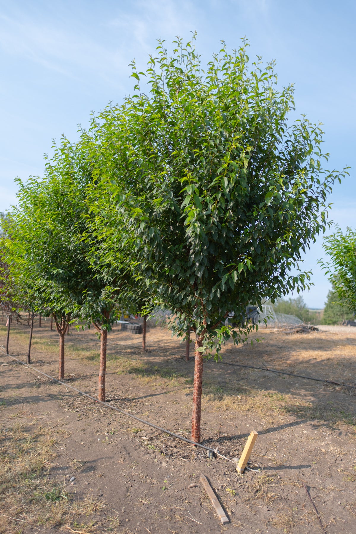 Ming Cherry