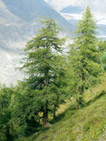 Native Larch (tamarack)