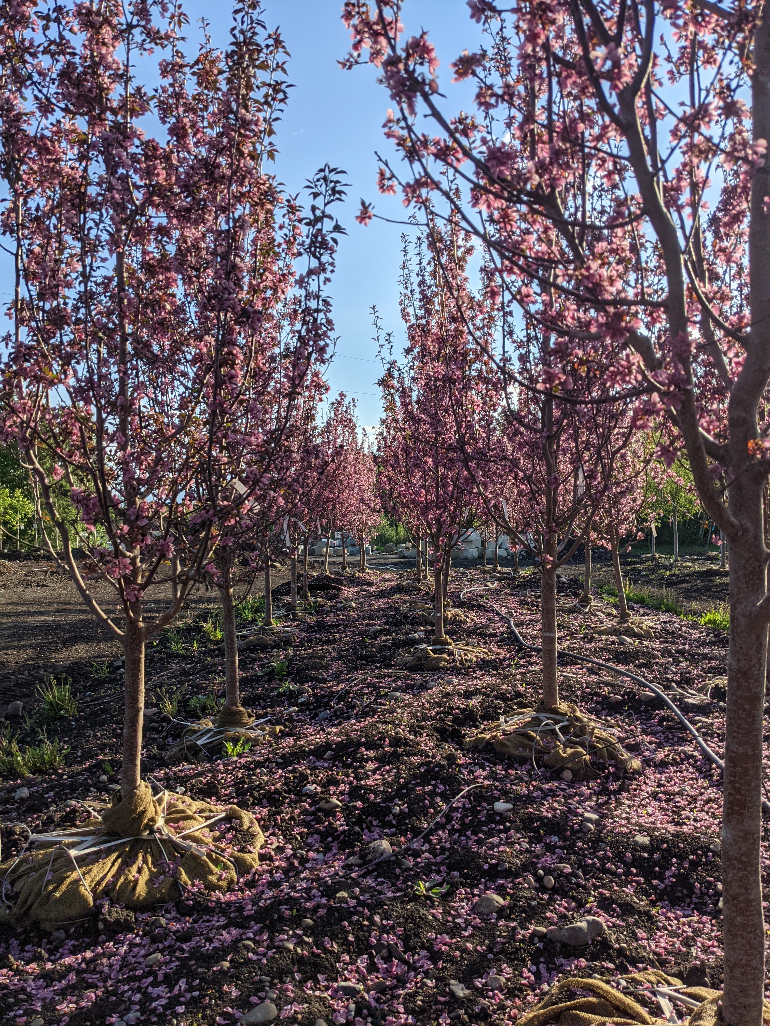Flowering Crabapple, 'Gladiator'