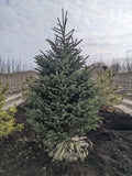 White Spruce