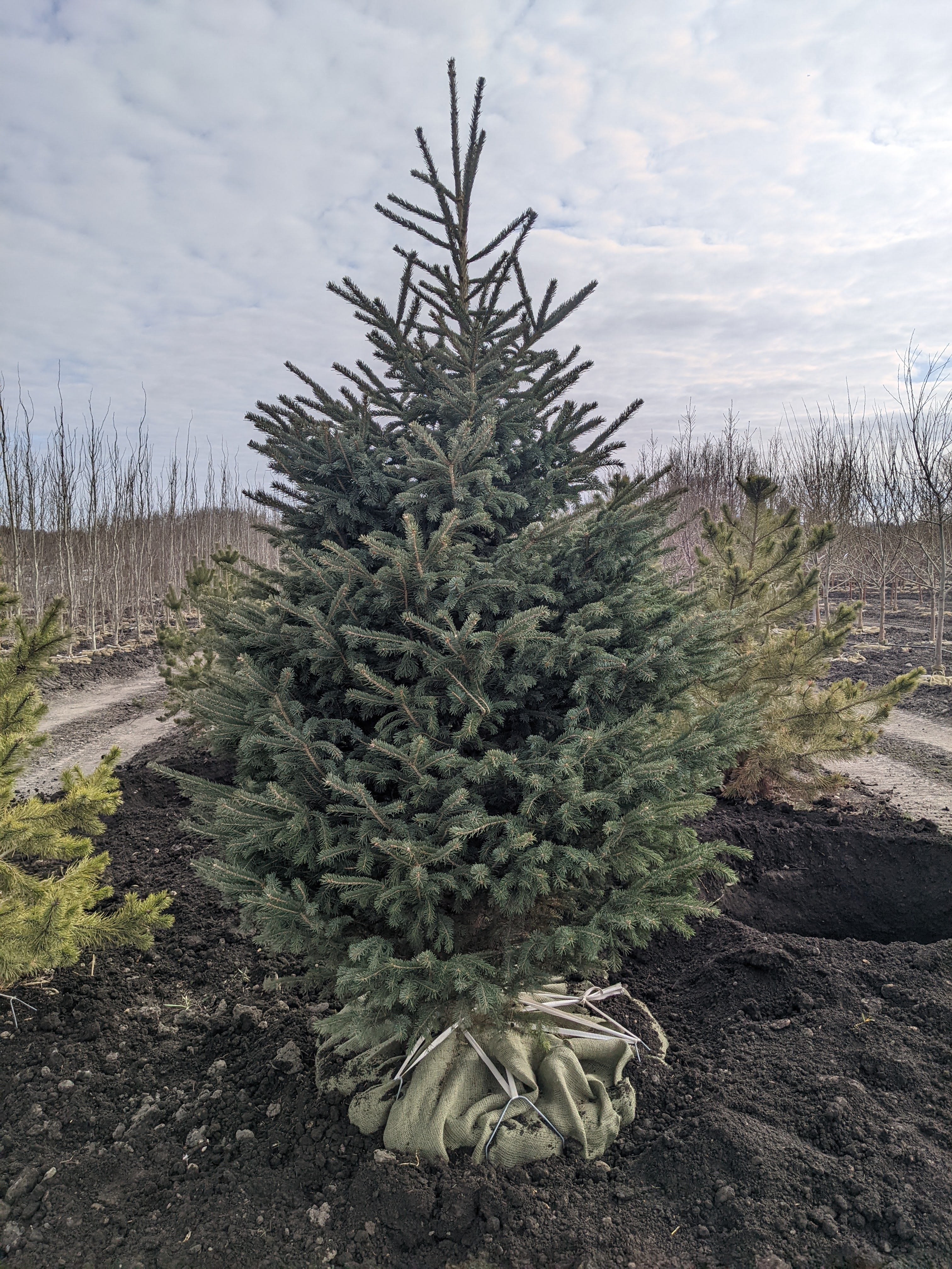 White Spruce
